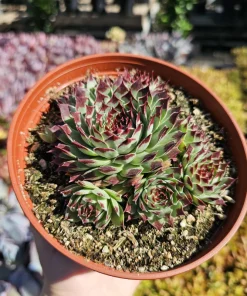 Sempervivum 'Wilderness Glow' Live Plant - 6in Hens and Chicks Succulent - Image 1