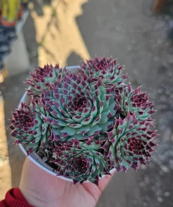 Sempervivum Wildnerness Glow Live Plant – Hens & Chicks Succulent – 2in pot - Image 2