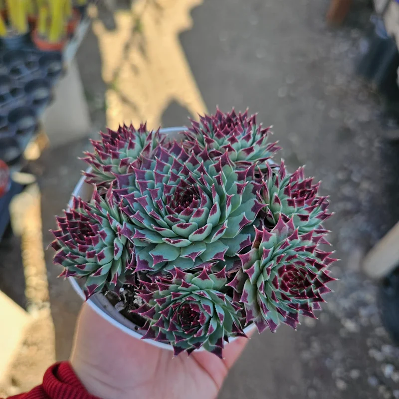 Sempervivum Wildnerness Glow Live Plant – Hens & Chicks Succulent – 2in pot - Image 2