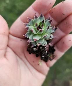 Sempervivum Wildnerness Glow Live Plant – Hens & Chicks Succulent – 2in pot - Image 3