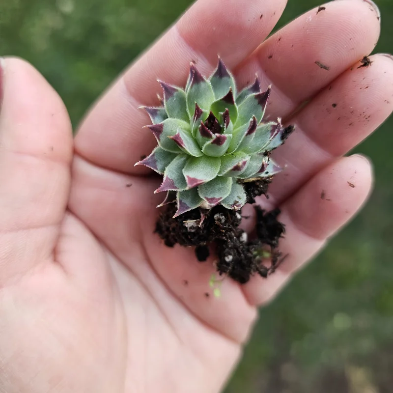 Sempervivum Wildnerness Glow Live Plant – Hens & Chicks Succulent – 2in pot - Image 3