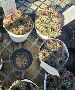 Sempervivum Wildnerness Glow Live Plant – Hens & Chicks Succulent – 2in pot - Image 4