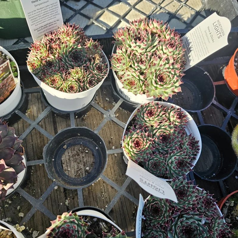 Sempervivum Wildnerness Glow Live Plant – Hens & Chicks Succulent – 2in pot - Image 4