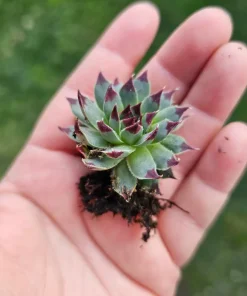 Sempervivum Wildnerness Glow Live Plant – Hens & Chicks Succulent – 2in pot - Image 5