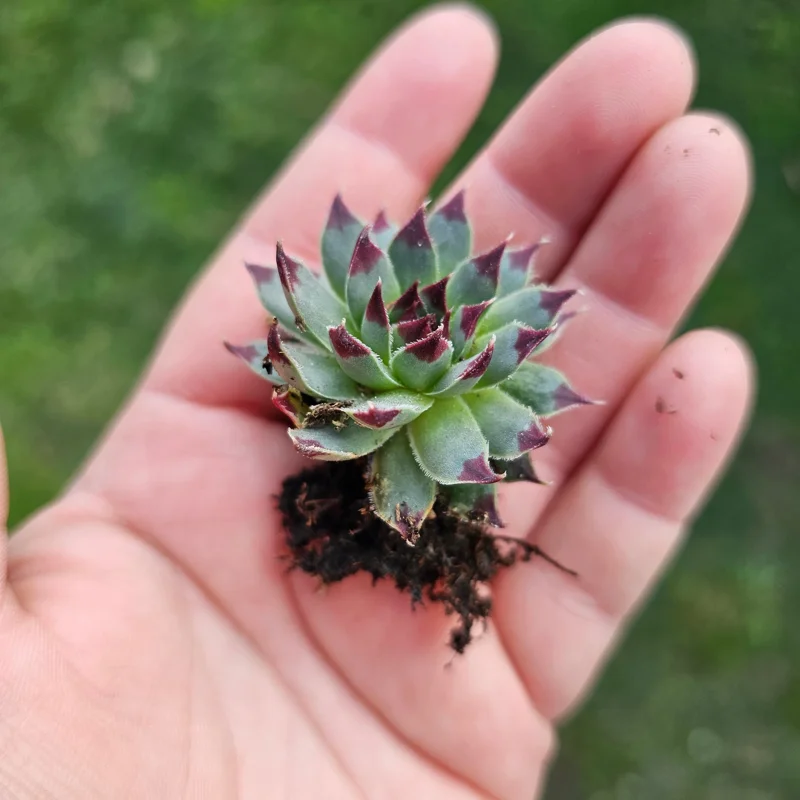 Sempervivum Wildnerness Glow Live Plant – Hens & Chicks Succulent – 2in pot - Image 5