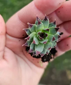 Sempervivum Wildnerness Glow Live Plant – Hens & Chicks Succulent – 2in pot - Image 6