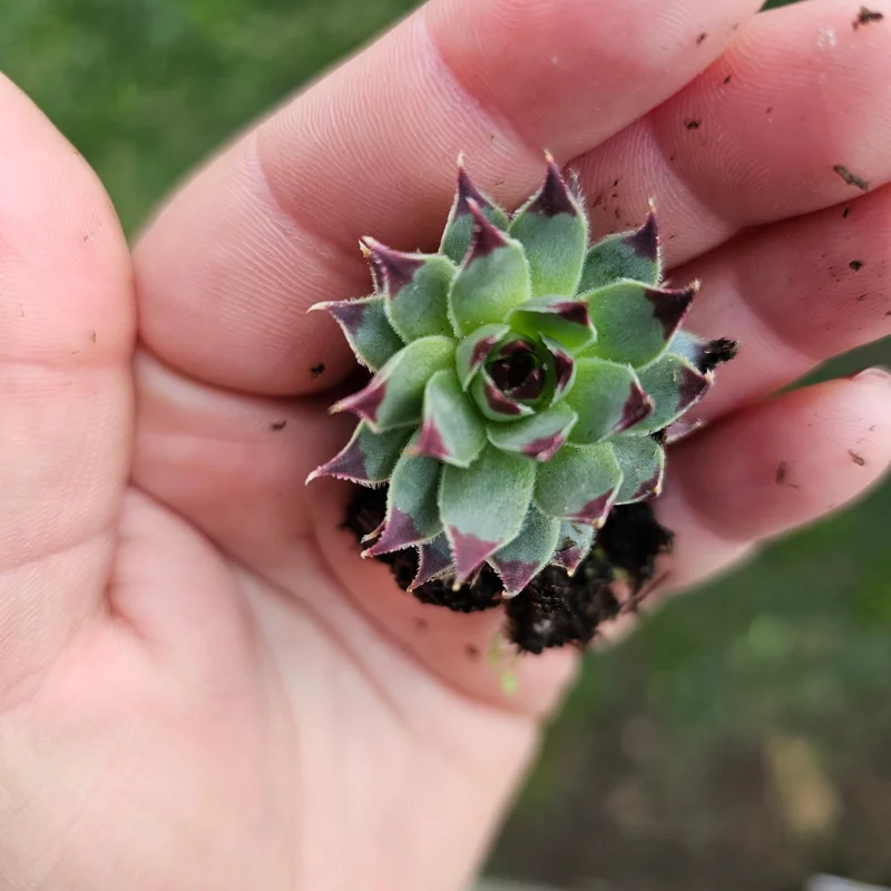 Sempervivum Wildnerness Glow Live Plant – Hens & Chicks Succulent – 2in pot - Image 6