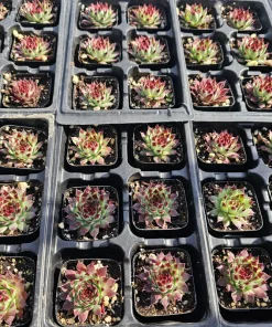 Sempervivum Wildnerness Glow Live Plant – Hens & Chicks Succulent – 2in pot - Image 7