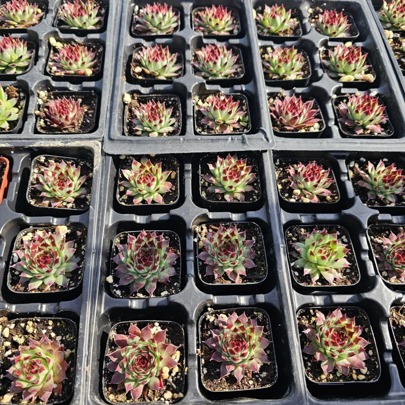 Sempervivum Wildnerness Glow Live Plant – Hens & Chicks Succulent – 2in pot - Image 7