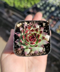 Sempervivum Wildnerness Glow Live Plant – Hens & Chicks Succulent – 2in pot - Image 8