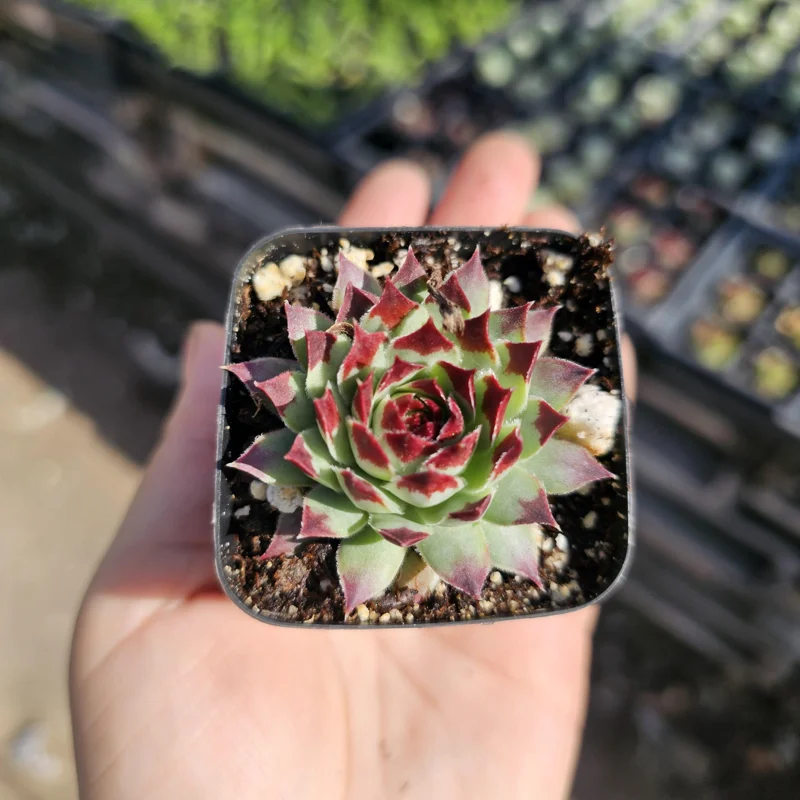 Sempervivum Wildnerness Glow Live Plant – Hens & Chicks Succulent – 2in pot - Image 8
