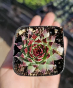Sempervivum Wildnerness Glow Live Plant – Hens & Chicks Succulent – 2in pot - Image 9