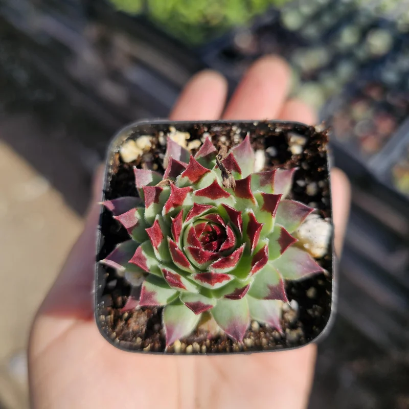 Sempervivum Wildnerness Glow Live Plant – Hens & Chicks Succulent – 2in pot - Image 9