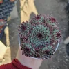 Sempervivum Wildnerness Glow Live Plant – Hens & Chicks Succulent – 2in pot - Image 1
