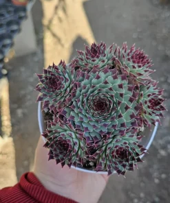 Sempervivum Wildnerness Glow Live Plant – Hens & Chicks Succulent – 2in pot - Image 1