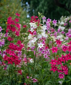 Sensation Flowering Tobacco Seeds Mix – Nicotiana Alata – 500 Seeds – Fragrant, Vibrant Colors - Image 2