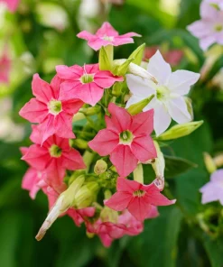Sensation Flowering Tobacco Seeds Mix – Nicotiana Alata – 500 Seeds – Fragrant, Vibrant Colors - Image 3