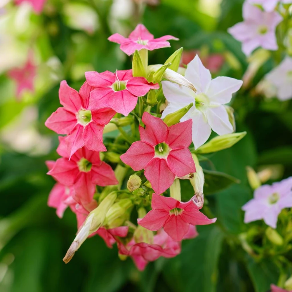 Sensation Flowering Tobacco Seeds Mix – Nicotiana Alata – 500 Seeds – Fragrant, Vibrant Colors - Image 3