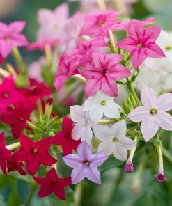 Sensation Flowering Tobacco Seeds Mix – Nicotiana Alata – 500 Seeds – Fragrant, Vibrant Colors - Image 4