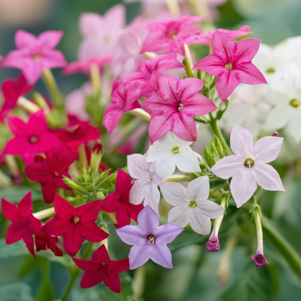 Sensation Flowering Tobacco Seeds Mix – Nicotiana Alata – 500 Seeds – Fragrant, Vibrant Colors - Image 4