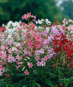 Sensation Flowering Tobacco Seeds Mix – Nicotiana Alata – 500 Seeds – Fragrant, Vibrant Colors - Image 5