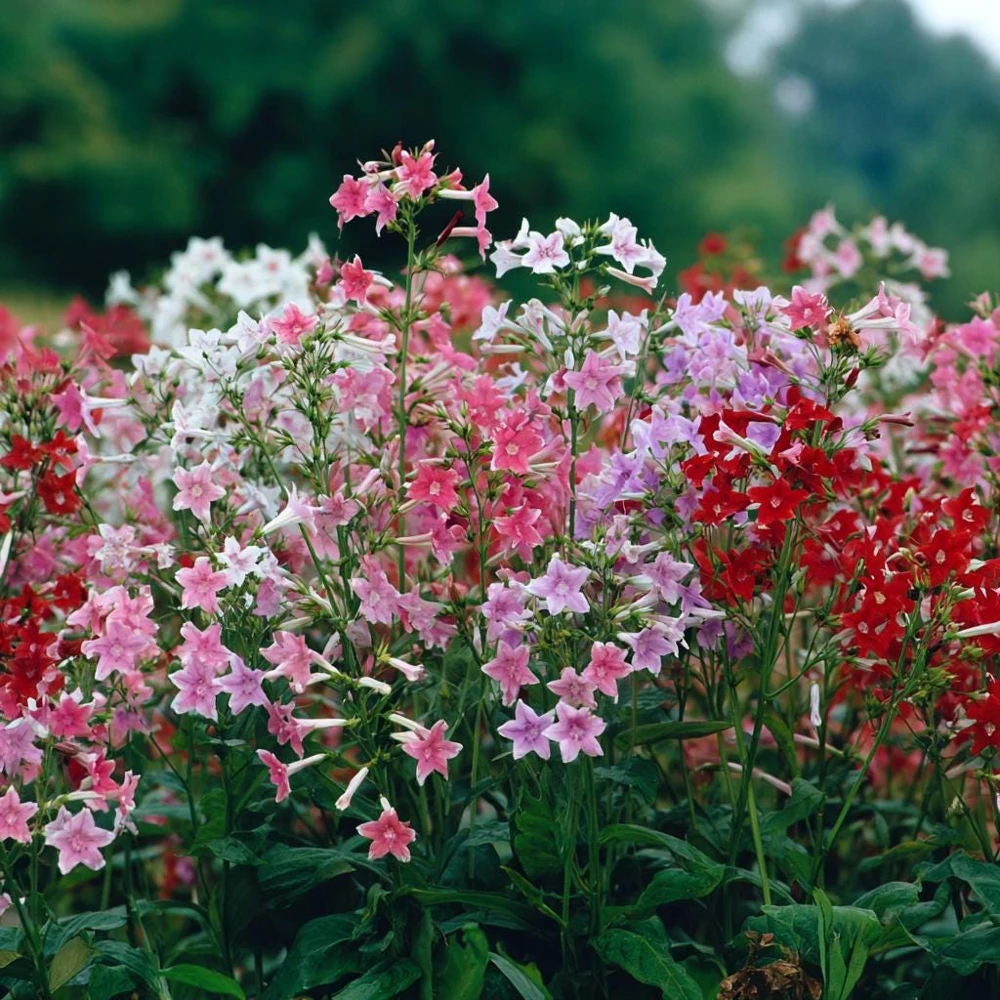 Sensation Flowering Tobacco Seeds Mix – Nicotiana Alata – 500 Seeds – Fragrant, Vibrant Colors - Image 5