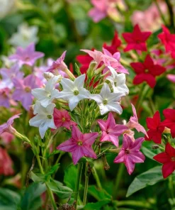 Sensation Flowering Tobacco Seeds Mix – Nicotiana Alata – 500 Seeds – Fragrant, Vibrant Colors - Image 6