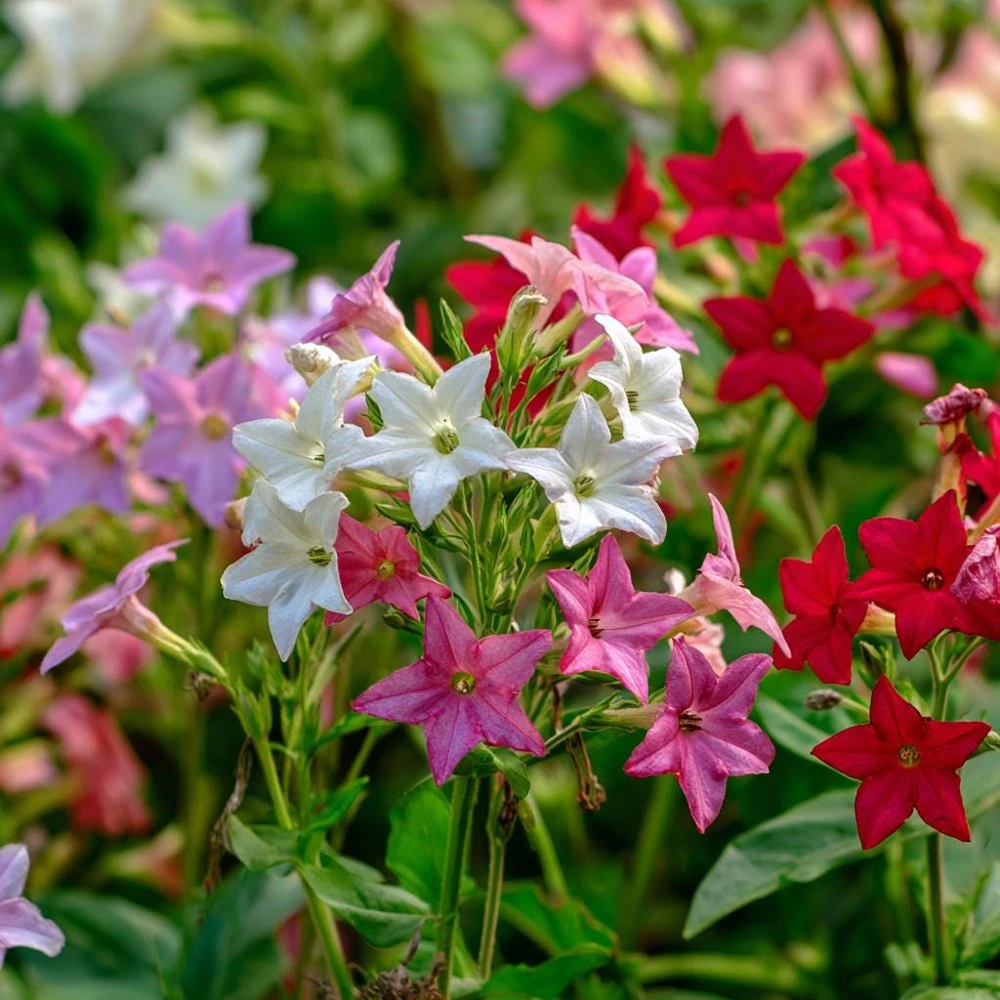 Sensation Flowering Tobacco Seeds Mix – Nicotiana Alata – 500 Seeds – Fragrant, Vibrant Colors - Image 6