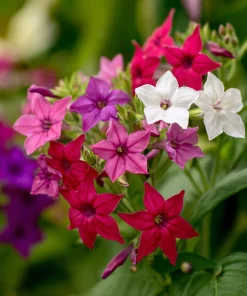 Sensation Flowering Tobacco Seeds Mix – Nicotiana Alata – 500 Seeds – Fragrant, Vibrant Colors - Image 1