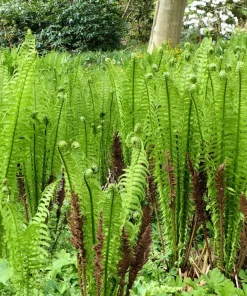 Sensitive Fern Spores (Onoclea Sensibilis) - 1000+ Seeds for Outdoor Planting - Image 2