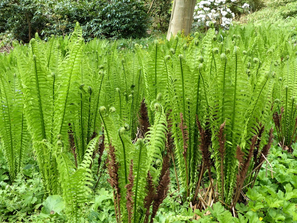 Sensitive Fern Spores (Onoclea Sensibilis) - 1000+ Seeds for Outdoor Planting - Image 2