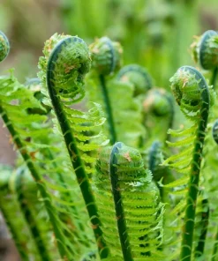 Sensitive Fern Spores (Onoclea Sensibilis) - 1000+ Seeds for Outdoor Planting - Image 3