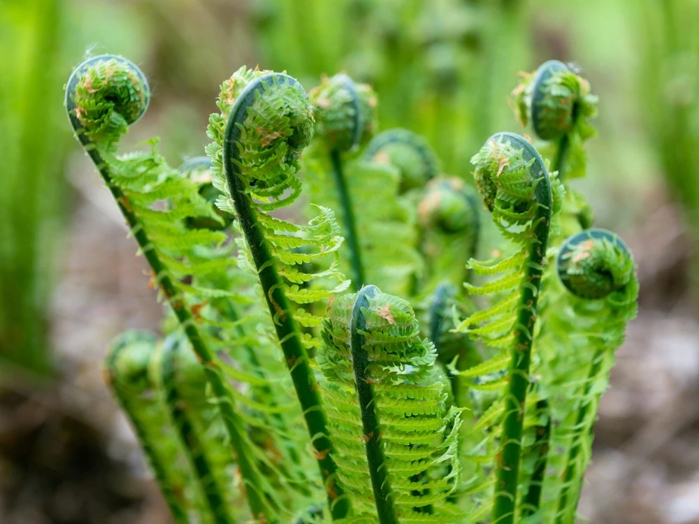 Sensitive Fern Spores (Onoclea Sensibilis) - 1000+ Seeds for Outdoor Planting - Image 3