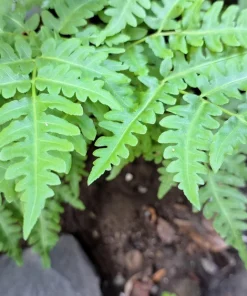 Sensitive Fern Spores (Onoclea Sensibilis) - 1000+ Seeds for Outdoor Planting - Image 4