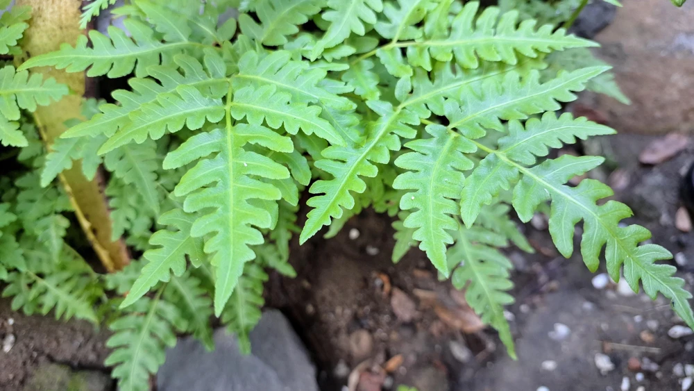 Sensitive Fern Spores (Onoclea Sensibilis) - 1000+ Seeds for Outdoor Planting - Image 4