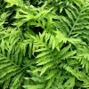 Sensitive Fern Spores (Onoclea Sensibilis) - 1000+ Seeds for Outdoor Planting - Image 1
