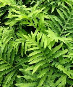 Sensitive Fern Spores (Onoclea Sensibilis) - 1000+ Seeds for Outdoor Planting - Image 1