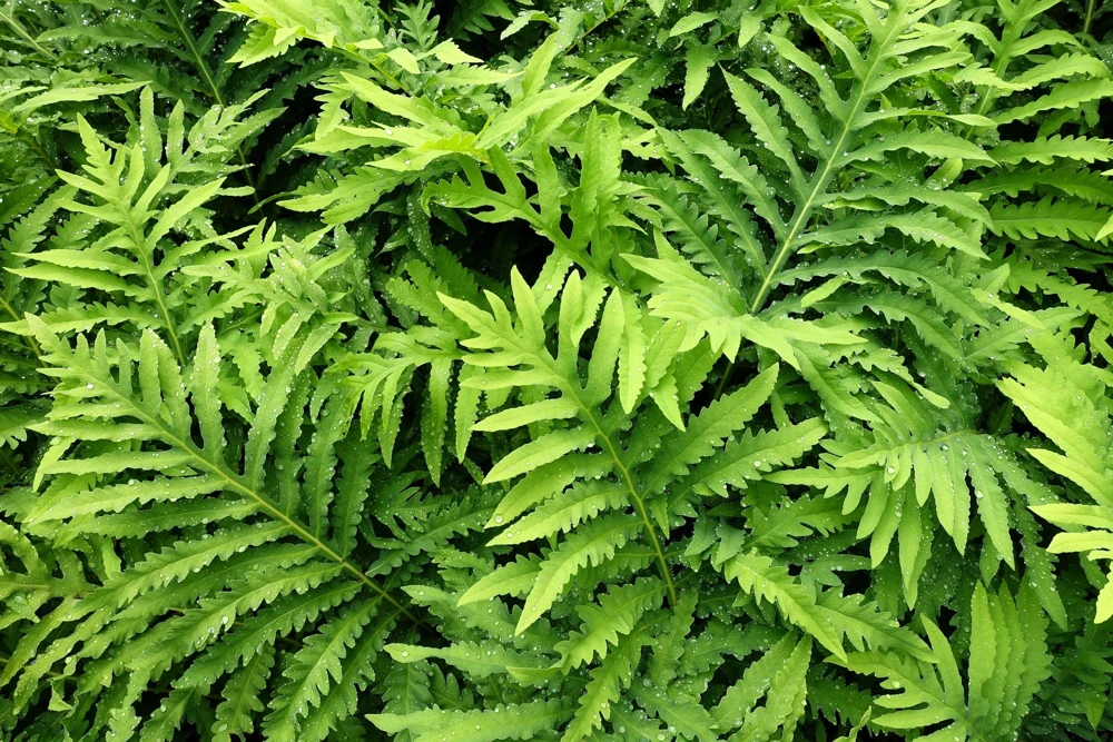 Sensitive Fern Spores (Onoclea Sensibilis) - 1000+ Seeds for Outdoor Planting - Image 1