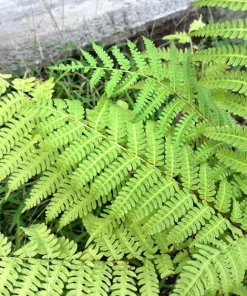 Sensitive Fern Spores (Onoclea Sensibilis) - 1000+ Seeds for Outdoor Planting - Image 5