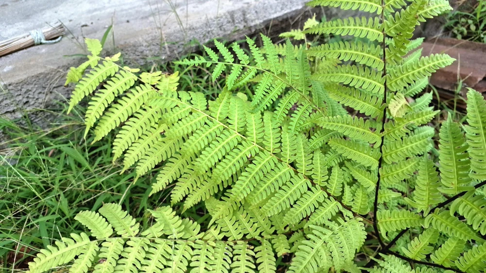 Sensitive Fern Spores (Onoclea Sensibilis) - 1000+ Seeds for Outdoor Planting - Image 5