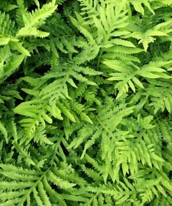 Sensitive Fern Spores (Onoclea Sensibilis) - 1000+ Seeds for Outdoor Planting - Image 6