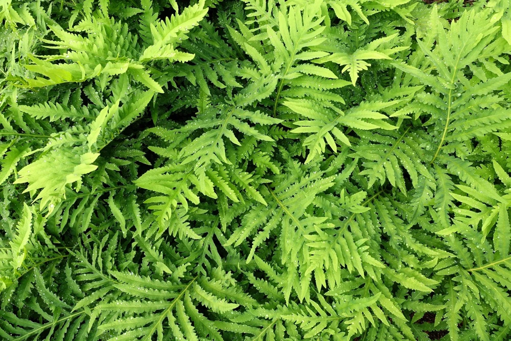 Sensitive Fern Spores (Onoclea Sensibilis) - 1000+ Seeds for Outdoor Planting - Image 6