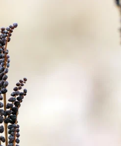 Sensitive Fern Spores (Onoclea Sensibilis) - 1000+ Seeds for Outdoor Planting - Image 7