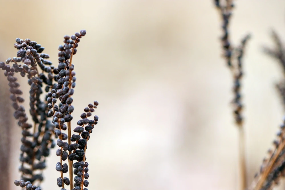 Sensitive Fern Spores (Onoclea Sensibilis) - 1000+ Seeds for Outdoor Planting - Image 7