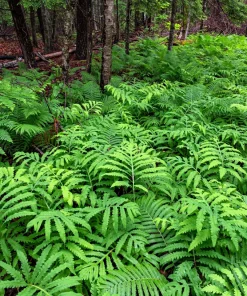 Sensitive Fern Spores (Onoclea Sensibilis) - 1000+ Seeds for Outdoor Planting - Image 8