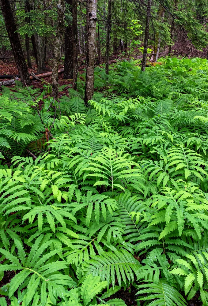 Sensitive Fern Spores (Onoclea Sensibilis) - 1000+ Seeds for Outdoor Planting - Image 8