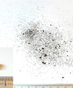Sensitive Fern Spores (Onoclea Sensibilis) - 1000+ Seeds for Outdoor Planting - Image 9