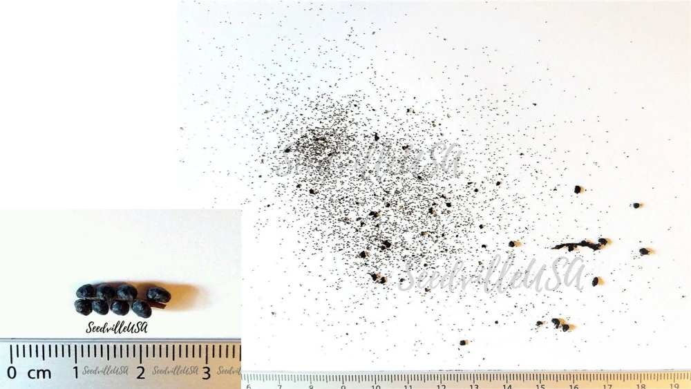 Sensitive Fern Spores (Onoclea Sensibilis) - 1000+ Seeds for Outdoor Planting - Image 9