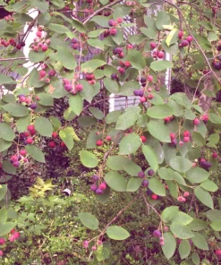 Serviceberry 'Amelanchier arborea' Live Plant - 16-24 Inches Tall, 2-3 Years Old - Image 2