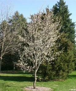 Serviceberry 'Amelanchier arborea' Live Plant – 16-24 Inches Tall – Outdoor Shrub - Image 3
